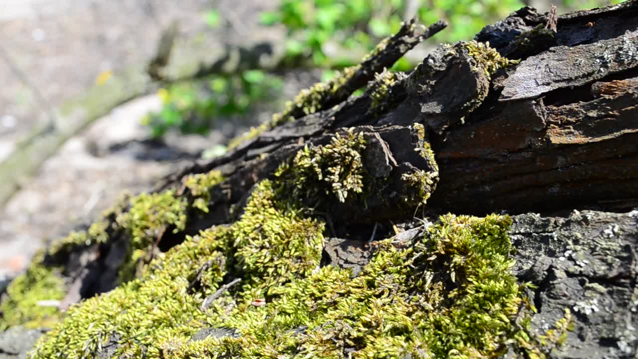 Muschio e albero. Primavera ad aprile.