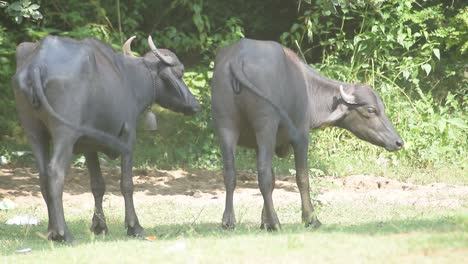 two water buffalo in a field