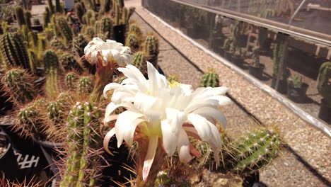 close up gimbal shot of bees on white cactus flower