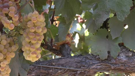 vertical pan of wine grapes in a salinas valley vineyard monterey county california 1