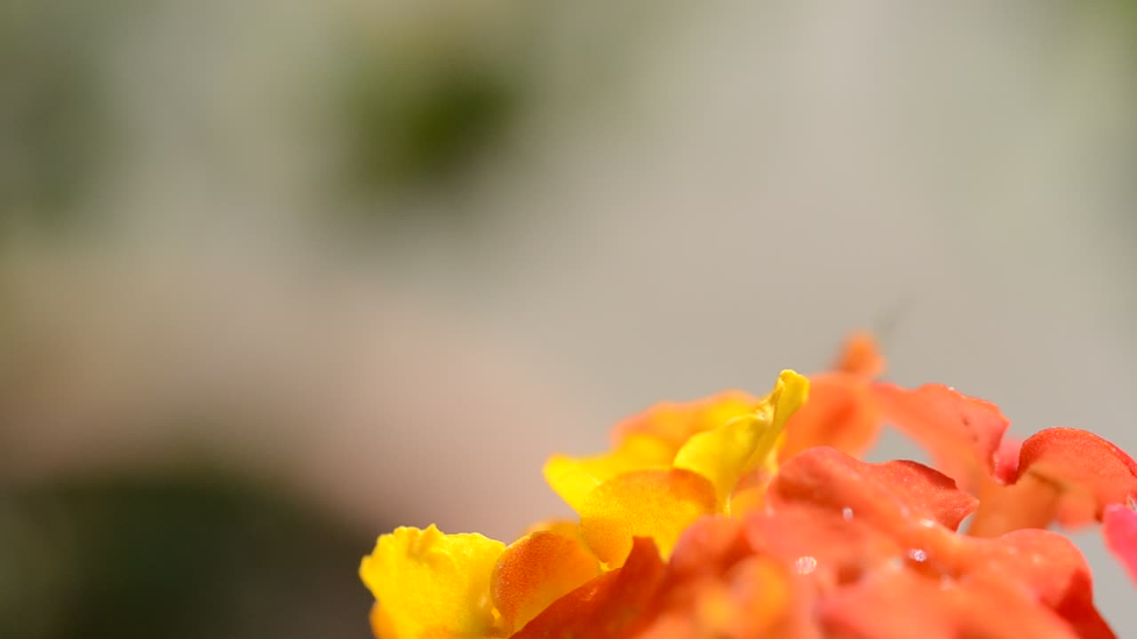 Flores, macro