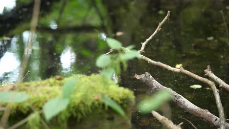 nettle grow over water brook in lost forest static close up hide