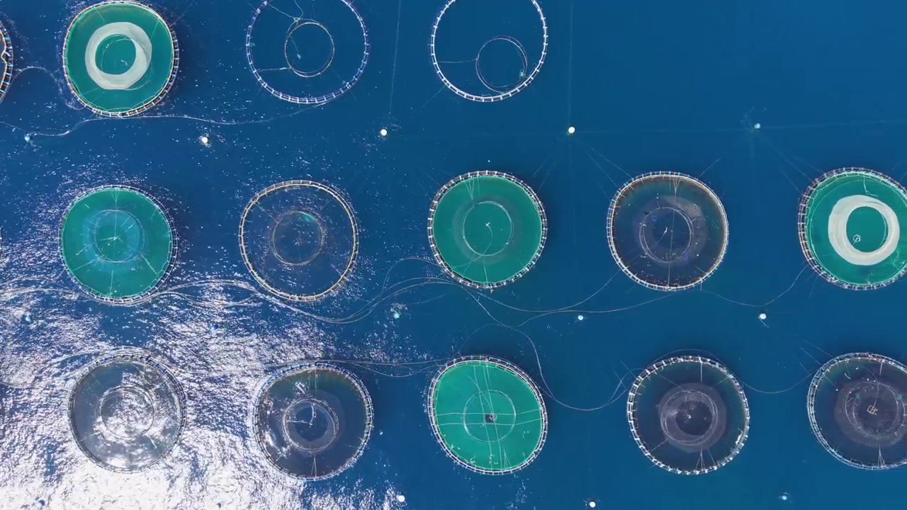 Ovenfra-visning af et havbrug med flere cirkulære akvakulturnetbure, der flyder på dybblåt havvand, forbundet med fortøjningsliner