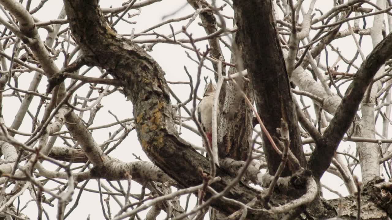 pájaro carpintero picoteando en la rama del árbol en busca de comida