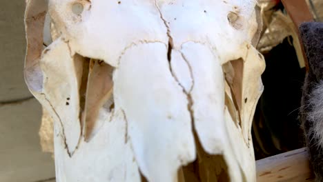 a white skull of a viking on display in tallin estonia gh4 4k uhd