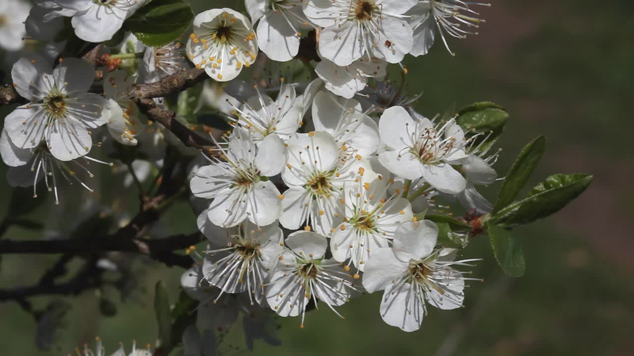 primer plano de la flor de endrino, prunus spinosa. primavera. reino unido
