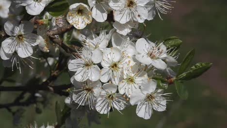 Nahaufnahme-Der-Schlehdornblüte,-Prunus-Spinosa.-Frühling.-Vereinigtes-Königreich