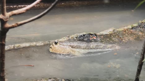 flounder in a muddy water environment