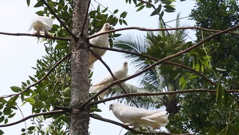 pigeons perched on tree branches