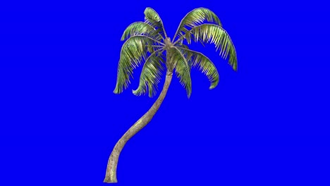 3d general palm with wind effect on blue screen 3d animation