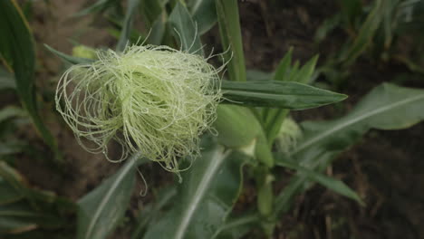 slow motion top down shot of wet corn