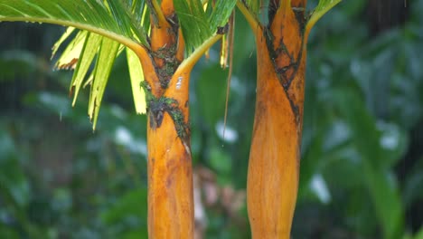 pan up to show rare palm tree in the rain