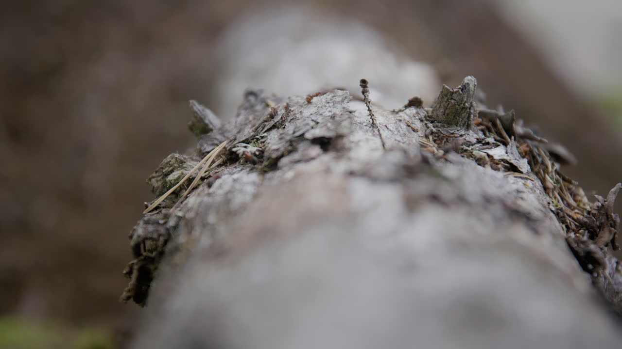 Close-up of rugged tree bark with pine needles a horde of small ants crawling. Focusing on texture and detail on the log leading into anthill