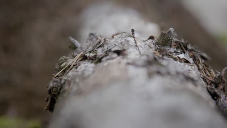 close-up of rugged tree bark with pine needles a horde of small ants crawling. focusing on texture and detail on the log leading into anthill