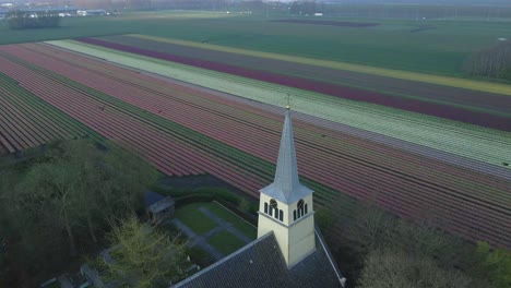 Morning-in-rural-Dutch-landscape-with-picturesque-chapel-and-tulip-flowers