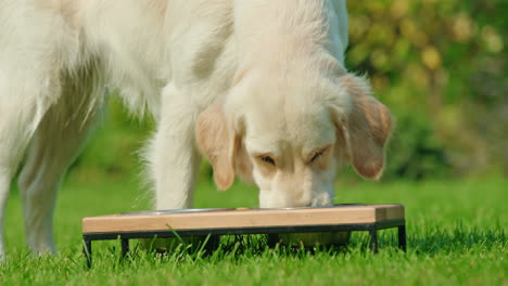 el golden retriever comiendo