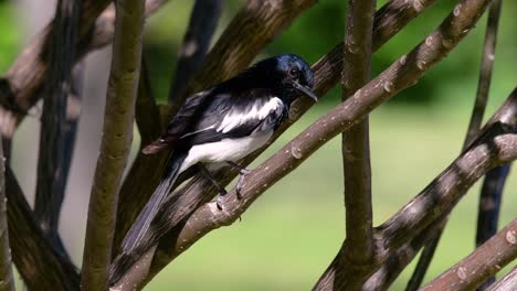 the oriental magpie-robin is a very common passerine bird in thailand in which it can be seen anywhere