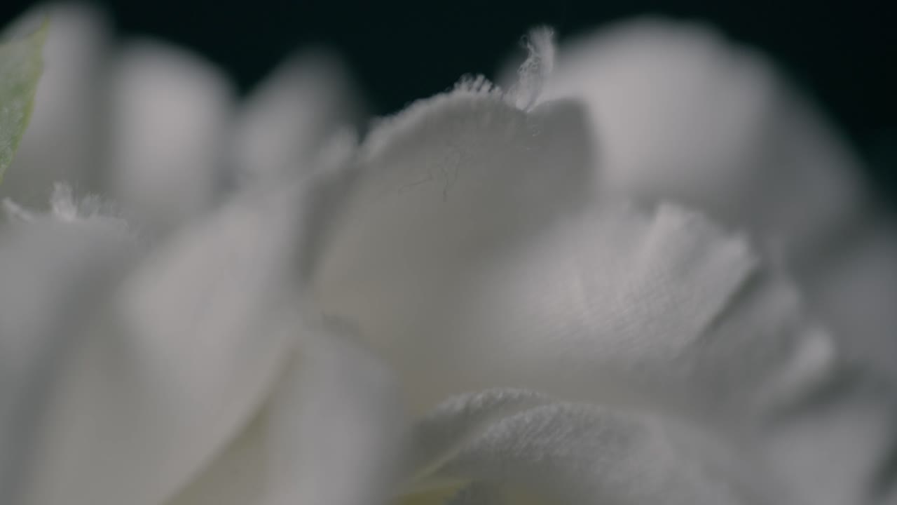 An abstract macro shot of the soft, delicate petals of a white rose or peony. The extremely shallow depth of field creates a dreamy, serene, and pure textural background