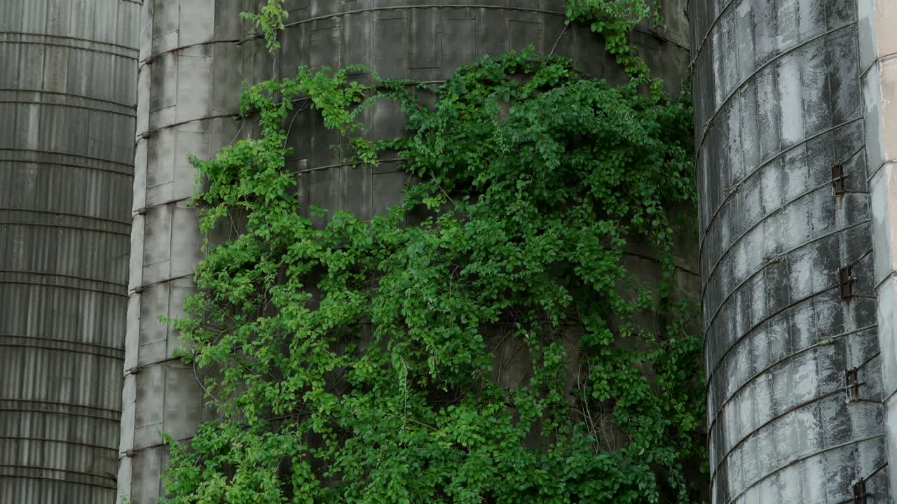 Piante rampicanti che crescono in silos agricoli abbandonati a Medford, New Jersey