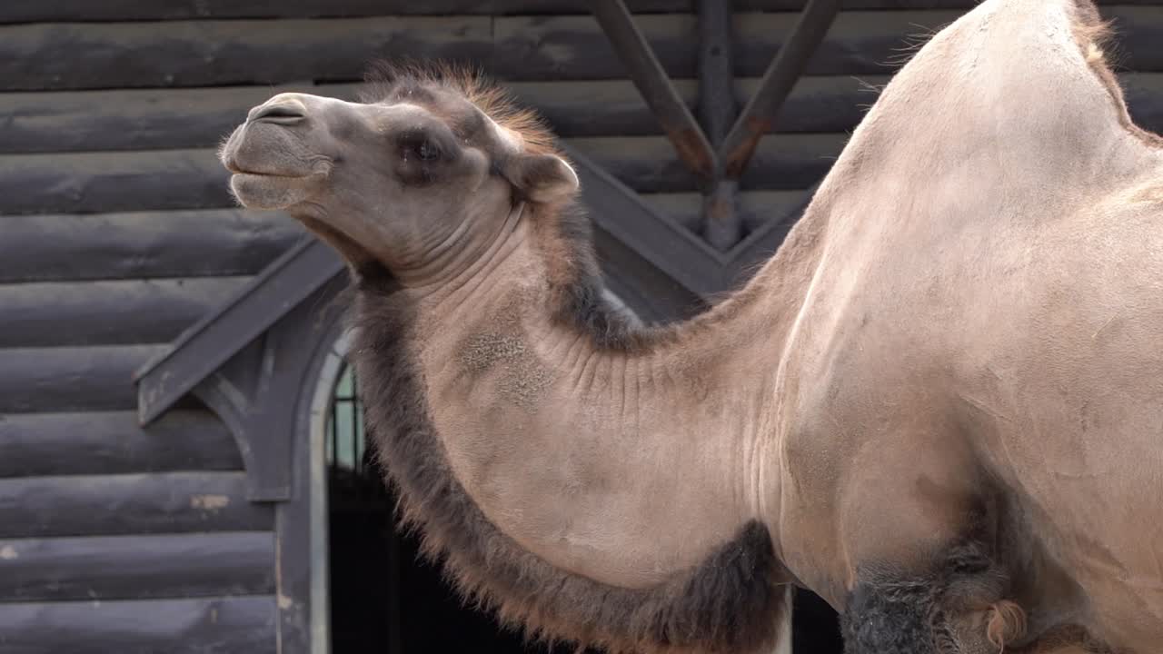 retrato de la cabeza del camello bactriano en primer plano