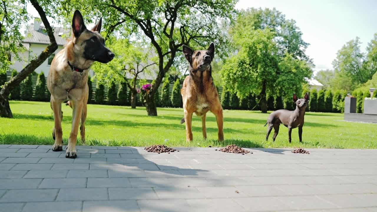 Malinois pair and Hairless Terrier wait for food in sunny Latvian morning, 4K