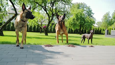 malinois pair and hairless terrier wait for food in sunny latvian morning, 4k