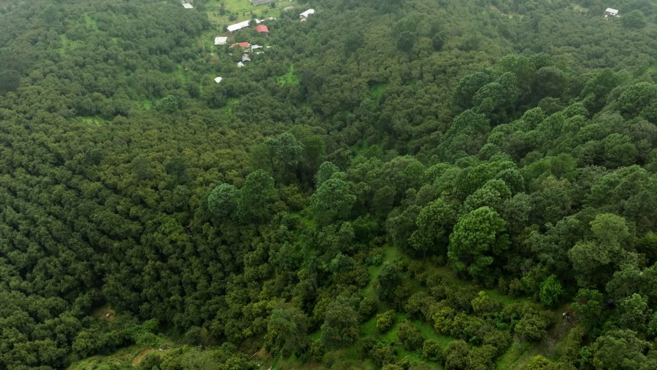 Aerial shot over vibrant green avocado orchards and fields in a rural farming landscape
