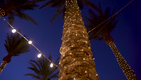 christmas decorated palm tree at twilight in hawaii for a luau with christmas tree