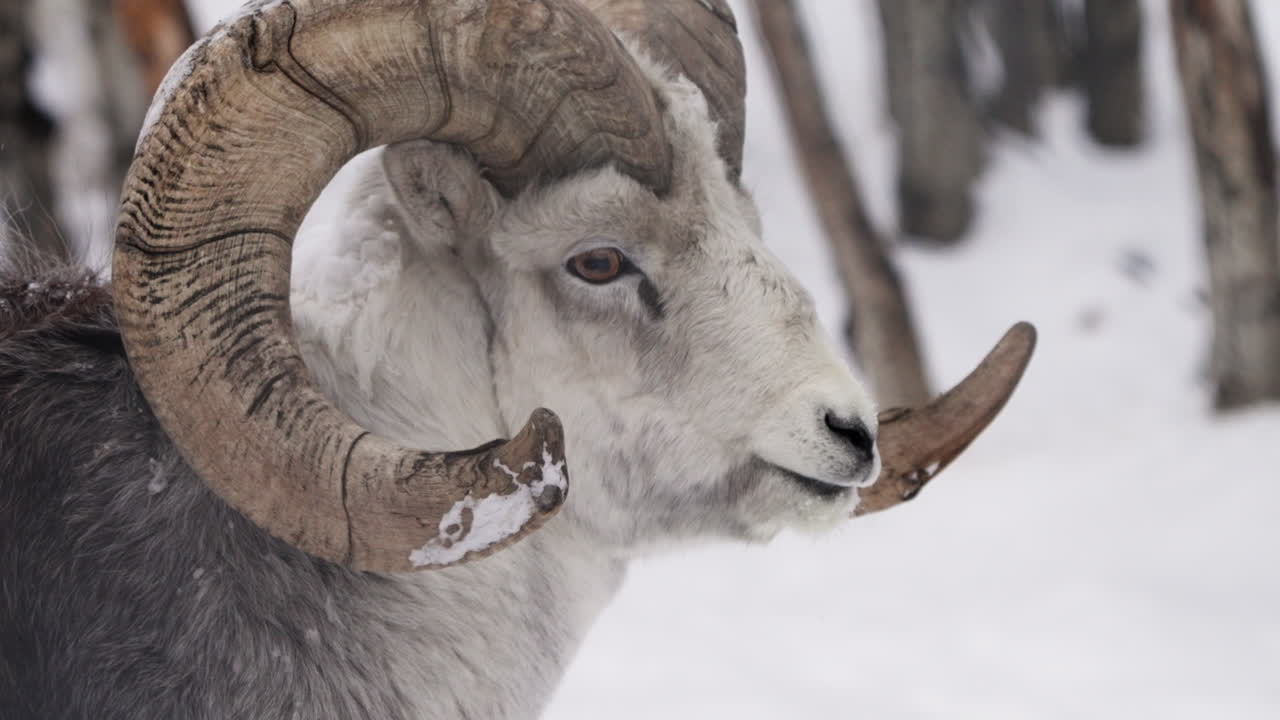 Male Dall Sheep With Curled Horns In The Mountains Of The Yukon Territory, Canada. Close-up Shot