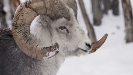 male dall sheep with curled horns in the mountains of the yukon territory, canada. close-up shot