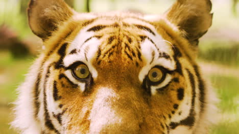 Close-up-eyes-endangered-tiger-female-tigers-cat-animal-lioness-lion-adult-predator-head-dangerous-cute-Panthera-pantern-Siberian-adorable-cub-white-tiger-looking-eye-contact-food-ears-immersive-look