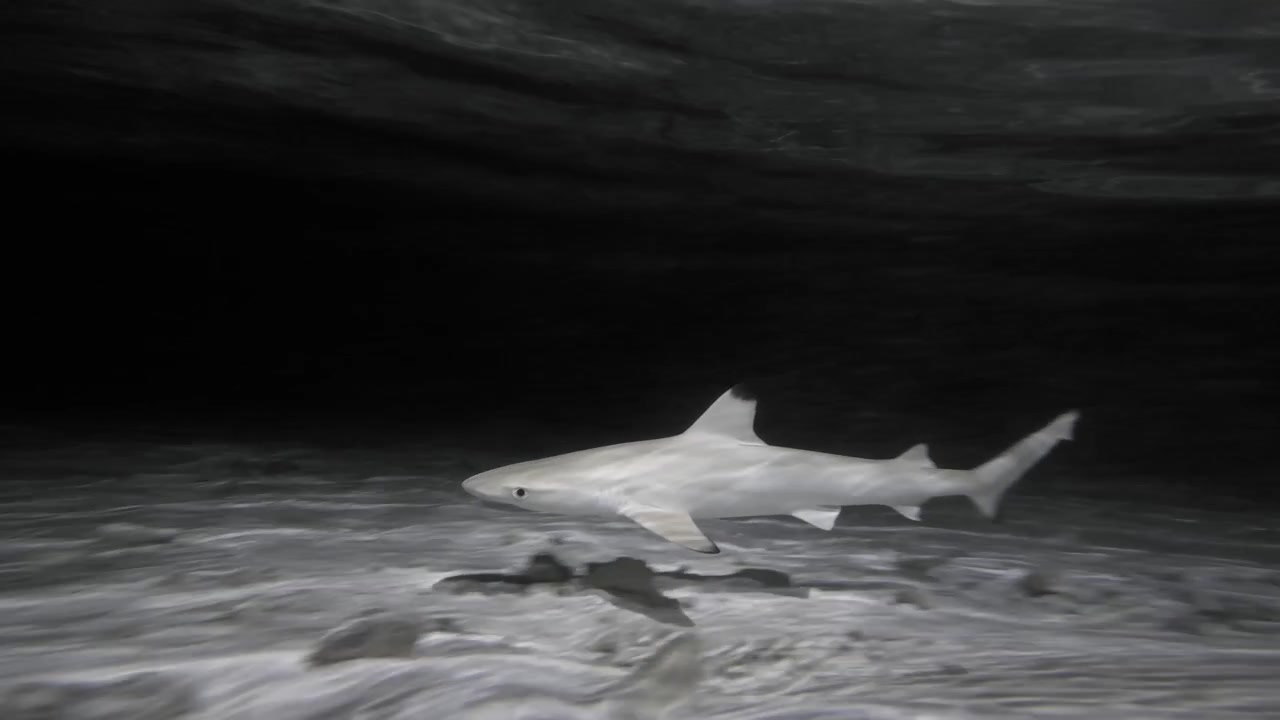 Low-angle underwater footage shows a blacktip reef shark gliding in side profile above rippled sand and coral rubble, gradually filling the frame in shallow Maldives water at night.