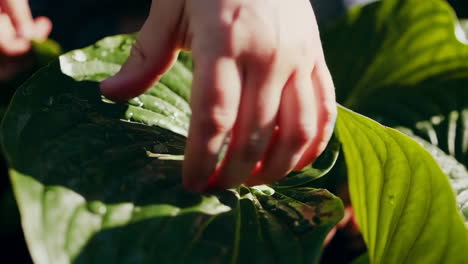 close-up of hand touching green leaf with water droplets