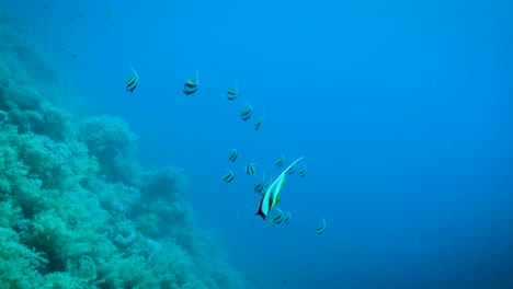 Tropical-Fish,-Schooling-Bannerfish-In-The-Blue-Water-Of-The-Red-Sea---underwater-shot