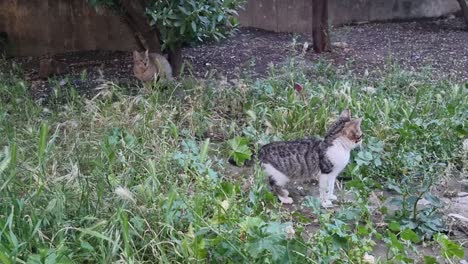 a group of beautiful small and large cats in the garden