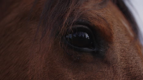 Ojo-De-Caballo,-Primer-Plano-Macro,-Reflejo-Ocular.-Expresión