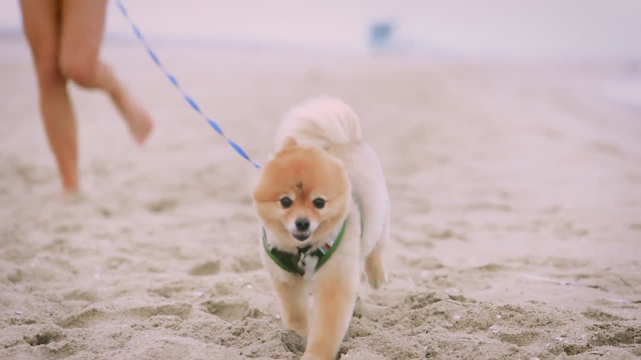 A small furry dog running beside its owner on a sandy beach