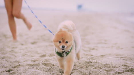 a small furry dog running beside its owner on a sandy beach