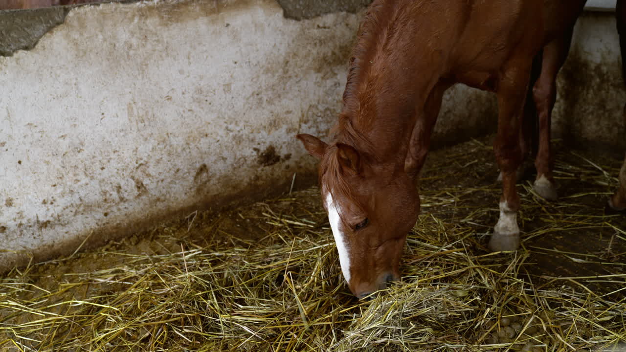 Observe a horse feeding calmly in its stable environment, suitable for equestrian enthusiasts or stable management tutorials