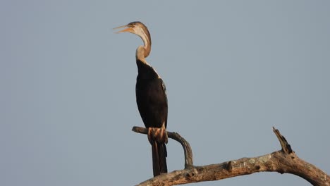 Anhinga-En-El-área-Del-Estanque.