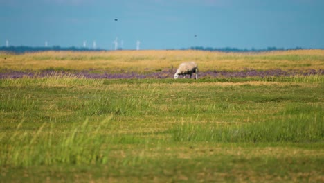 a sheep grazes on the lush green pasture