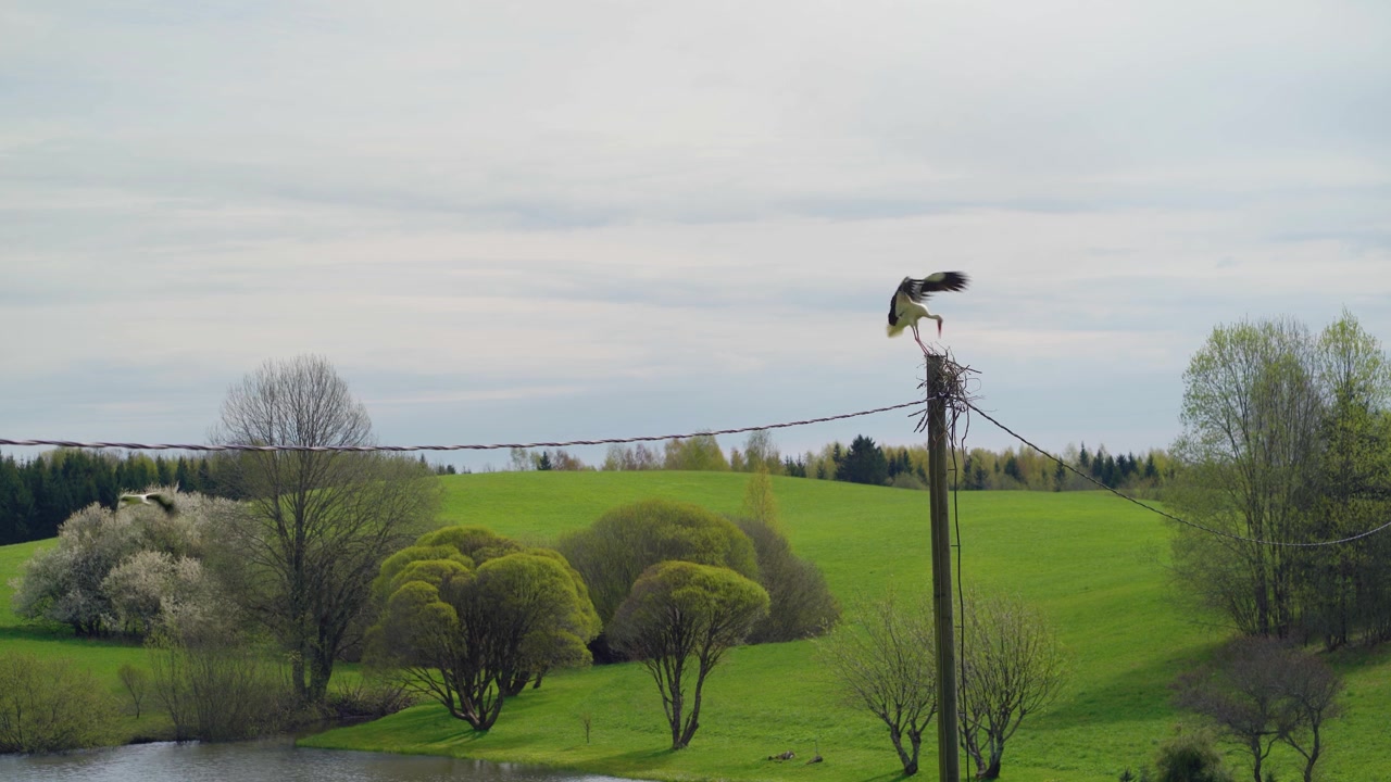 Hvid stork lander på en træ-elmaster og vogter sit territorium i et frodigt forårslandskab.