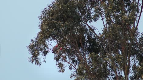 Two Galah Birds Perched On Gum Tree Branch Then Fly Away, Golden Hour, Clear Blue Sky, Maffra, Gippsland, Victoria, Australia