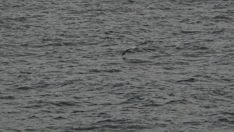 Wandering-albatross-flying-close-over-ocean,-slow-motion