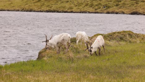 reindeers in natural environment, the north of norway, nordkapp. beautiful nature of norway.