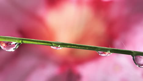 water droplet dropping onto grass with dew drops in pink flower background