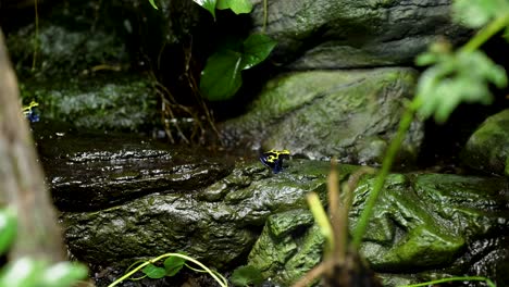 a frog moves across a rocky surface