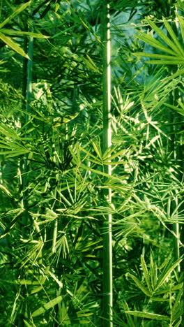 green bamboo forest