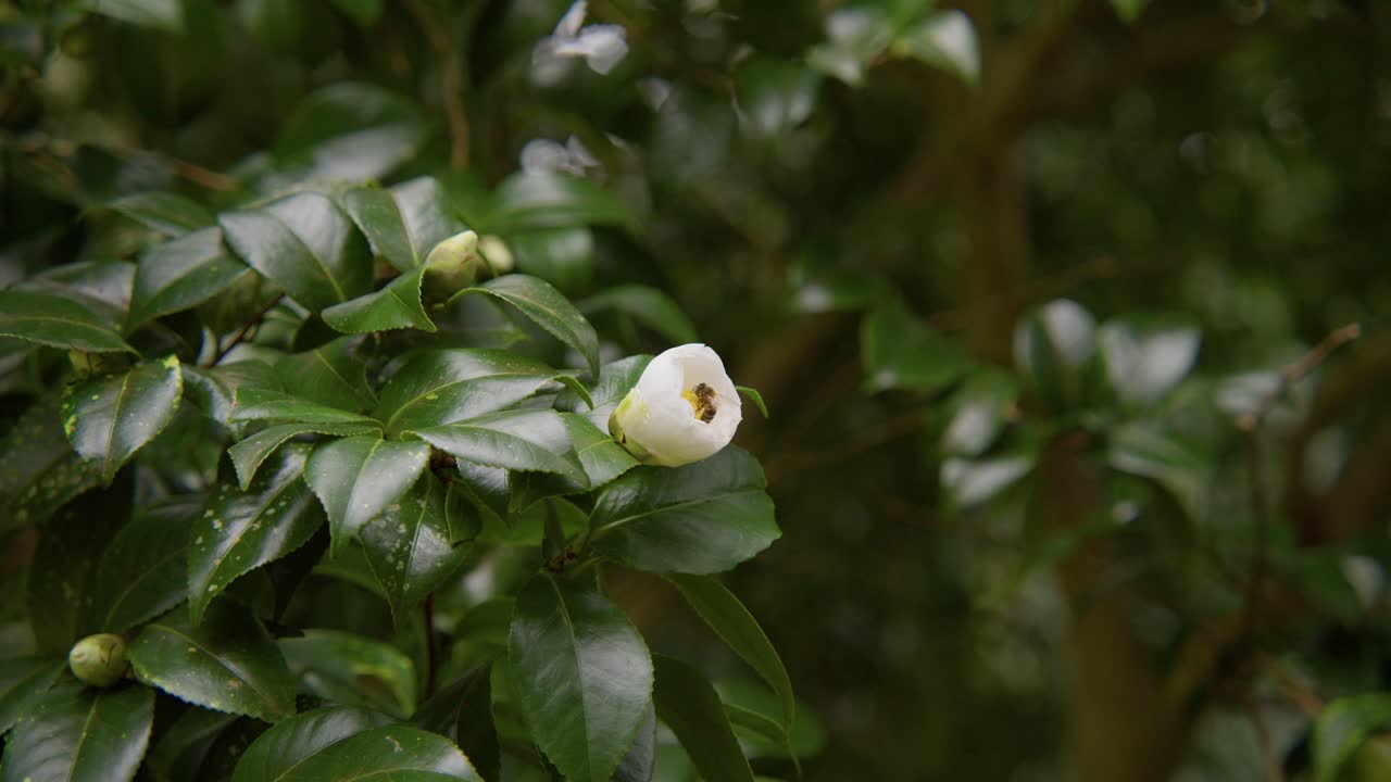 Close-up of a blooming camellia with a bee collecting nectar. The delicate petals and slow motion capture highlight the beauty of nature in stunning 4K.