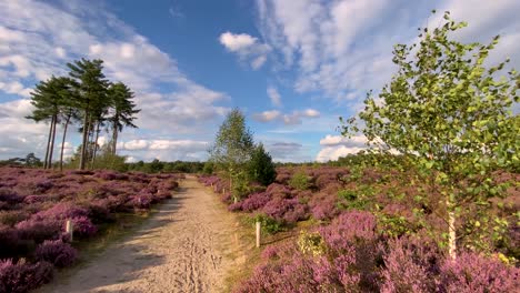 Ein-Weg-Auf-Einem-Feld-Mit-Blühenden-Heidebüschen,-Im-Wind-Wiegenden-Bäumen-Und-Einem-Blauen-Himmel-Mit-Weißen-Wolken